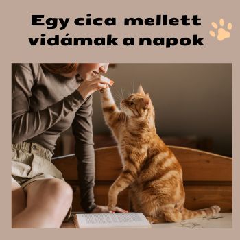 Egy cica mellett mókásak a napok